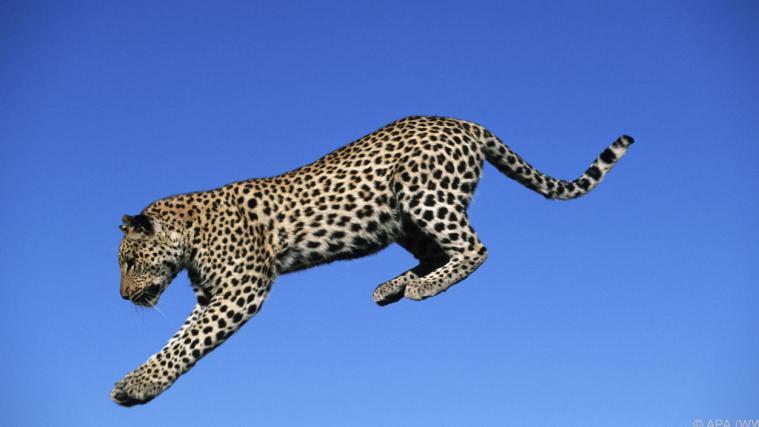 In Singapur, Laos und Vietnam wurde der Indochinesische Leopard bereits ausgerottet.