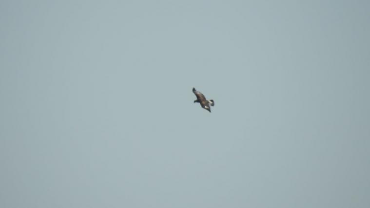 Nie zuvor konnte in Mailand ein Steinadler beobachtet werden.