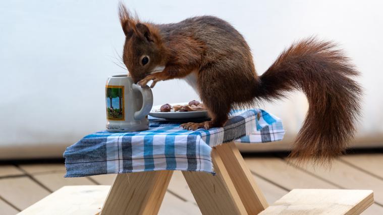 Biergarten für Eichhörnchen am Balkon von Frau Schmitt in München.