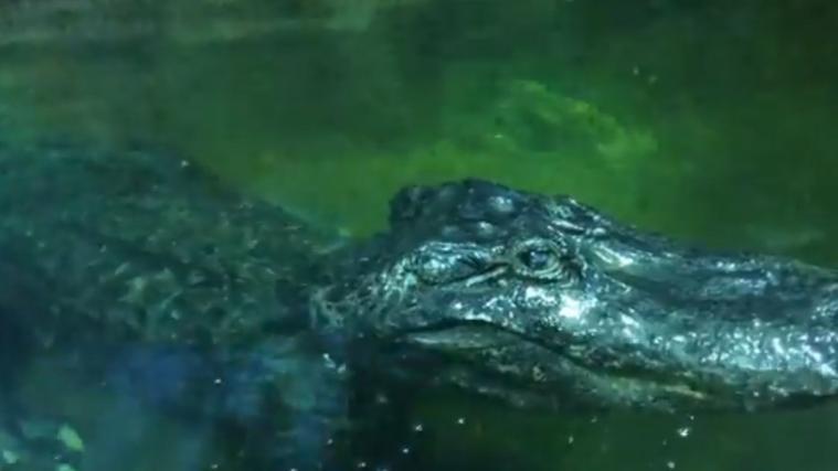 Der Alligator lebte 74 Jahre lang im Moskauer Zoo.