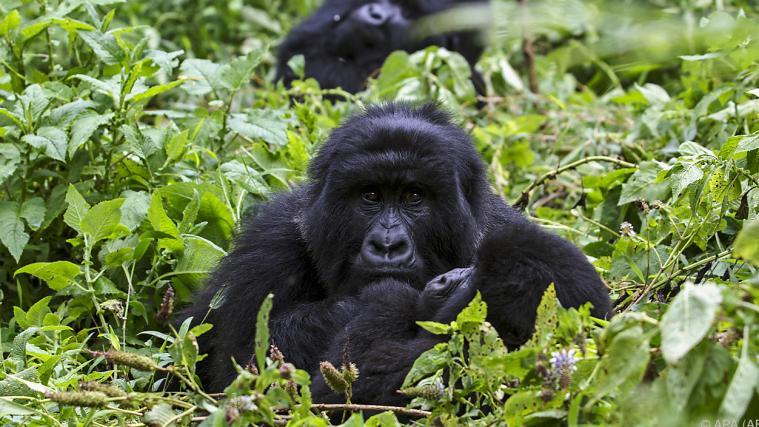 Nachwuchs bei den vom Aussterben bedrohten Berggorillas.