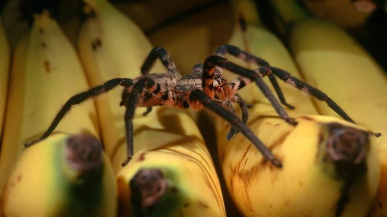 Als Arachnophobie wird eine übersteigerte Angst vor Spinnen bezeichnet.