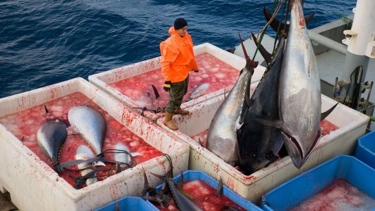 Besonders das Mittelmeer und das Schwarze Meer gelten als stark überfischt – die zu intensive Nutzung betreffe dort mehr als 60 Prozent der Bestände. Im Bild: Thunfisch-Fischerei im türkischen Mittelmeer.