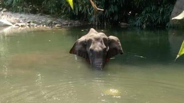 Der Elefant hielt Maul und Rüssel unter Wasser um die Schmerzen erträglicher zu machen.