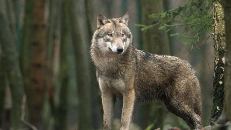 Ein Wolf werde als Verursacher vermutet, teilte das Land am Samstag mit.