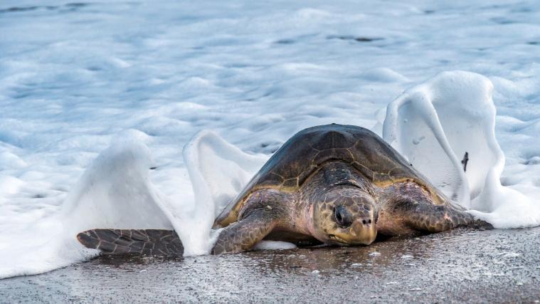 Jedes Jahr werden weltweit Hunderttausende von Schildkröten für den Wildtierhandel gesammelt.