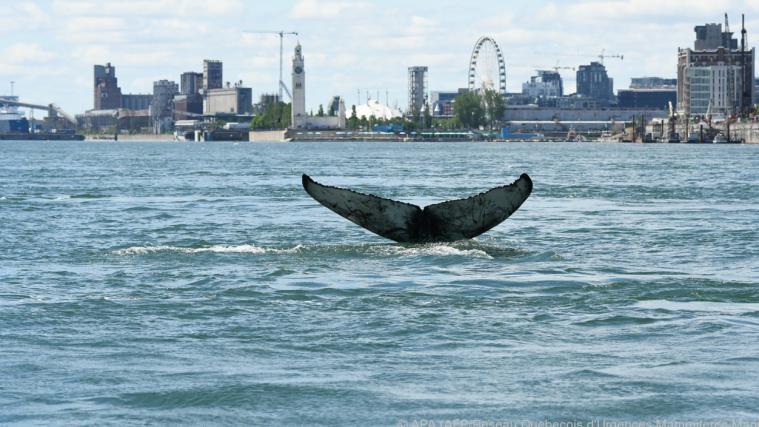 Riesige Walflosse vor der Skyline von Montreal.