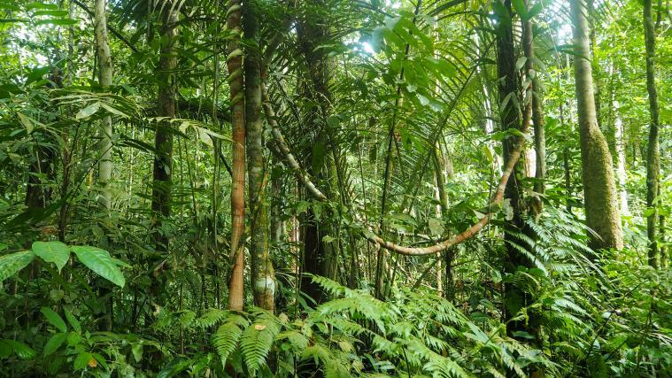 Umweltschützer warnen, dass 2020 das zerstörerischste Jahr für den weltgrößten Regenwald werden könnte.