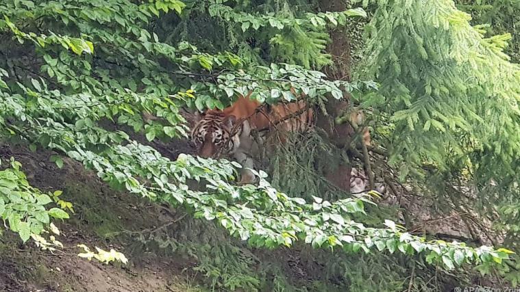 Amurtigerin Irina im Tigergehege des Zoo Zürich.