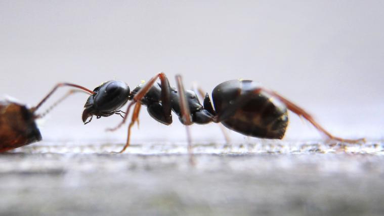 An warmen, feuchten und windstillen Tagen im Sommer könne es zum massenhaften Auftreten von Ameisenschwärmen kommen. (Symbolbild)