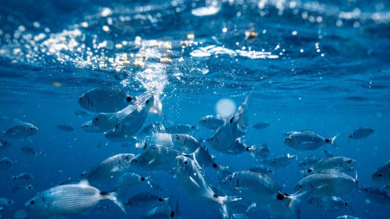Auch die Tierwelt in den italienischen Meeren profitiert von der verbesserten Wasserqualität.