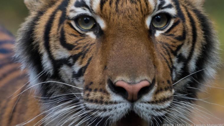 Auch Tiger sollen gezüchtet werden. Archivbild