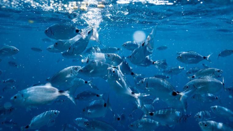 Bis zu 60 Prozent der Fischarten könnten gefährdet sein.