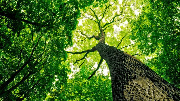 Damit der Aufenthalt im Wald auch wirklich die gewünschte Erholung bringt, wird den Bürgern die Einhaltung einiger Regeln ans Herz gelegt.