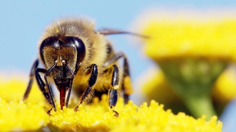 Der Bienenstich irritierte den Mann so sehr, dass es zu dem folgenschweren Unfall kam.