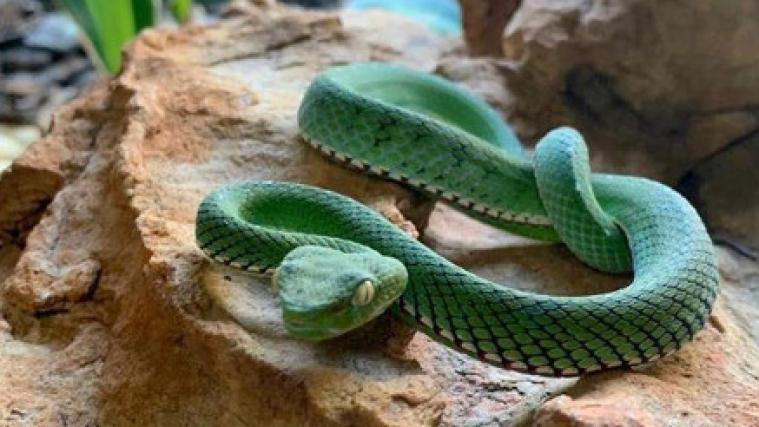 Die Kobra „Naja“ lebt jetzt im Zoo von Brasilia und ist eine Internet-Sensation.