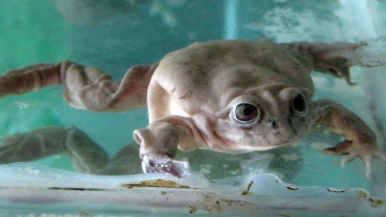 Ein imposantes Tier: der Titicaca-Riesenfrosch.