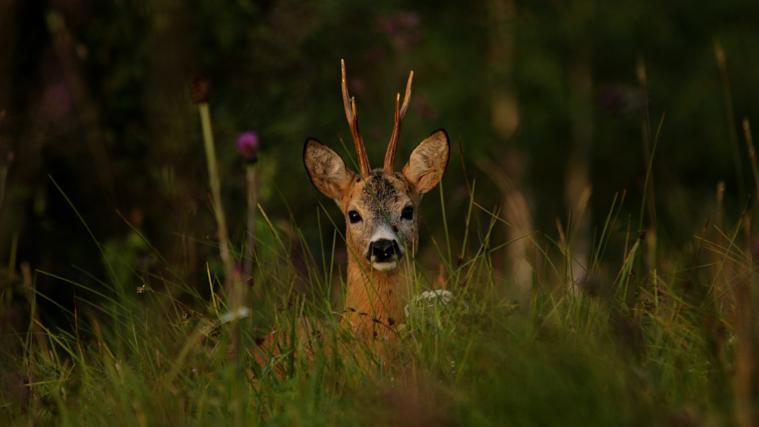 Ein junger Rehbock, der durch die Wälder von Mühlwald und Lappach streift, hat seine natürliche Scheu verloren (Symbolfoto).