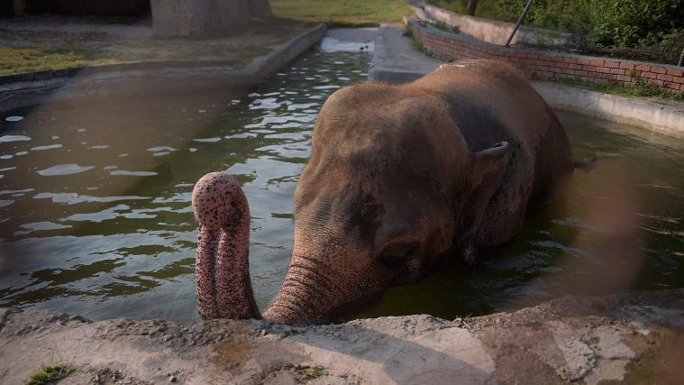 Elefant Kaavan darf nun in die Freiheit.