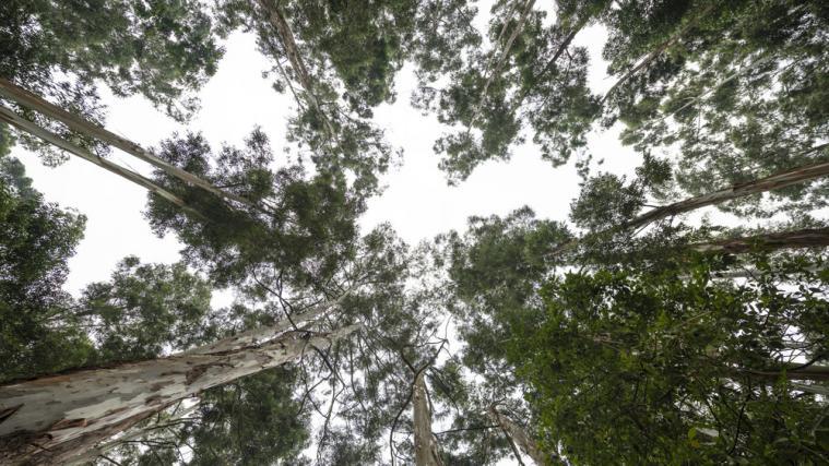 Im vergangenen Jahrzehnt seien in Afrika jährlich im Schnitt rund 3,9 Millionen Hektar Waldfläche verloren gegangen.
