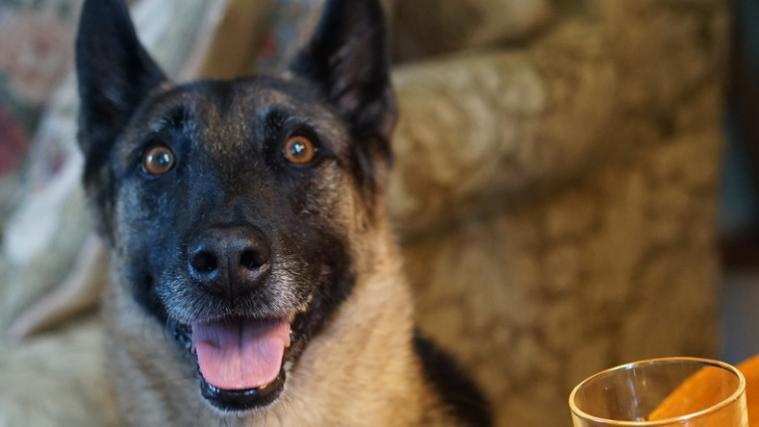 In Deutschland und Österreich werden schon Corona-Spürhunde ausgebildet.