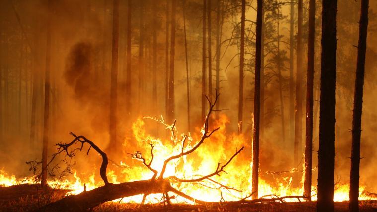 In Griechenland sind mehrere Wald- und Buschbrände ausgebrochen. (Symbolbild)