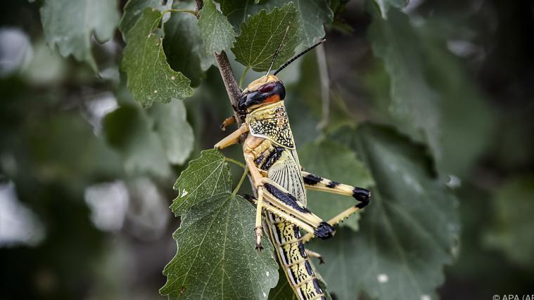 Ungewöhnlich feuchtes Klima bot ideale Bedingungen für Insekten.