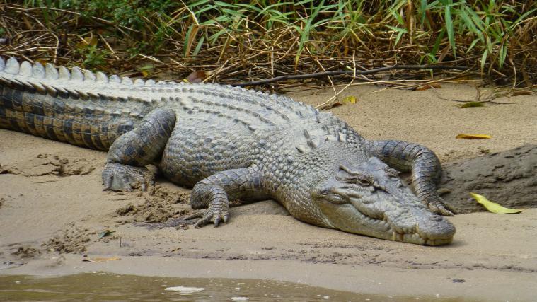 Angeblich soll in einem Fluss in Sachsen-Anhalt ein Krokodil gesichtet worden sein (Symbolbild).