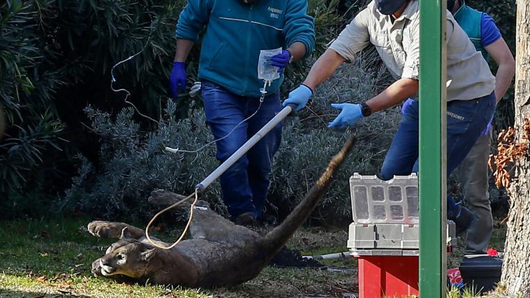 Der umherstreifende Puma wurde betäubt und eingefangen.