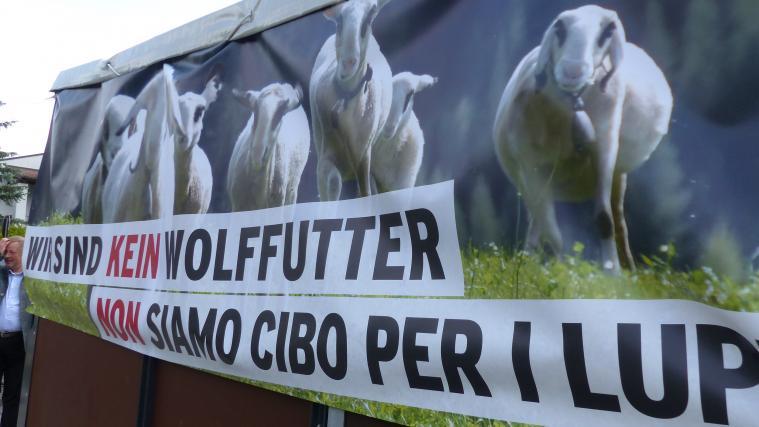 Die Bauern protestieren und fordern Maßnahmen zum Schutz ihrer Weidetiere. Sie sollen nicht Wolfsfutter sein.