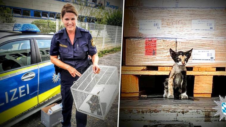 Die Katze wurde von der Polizei von Unterfranken versorgt.