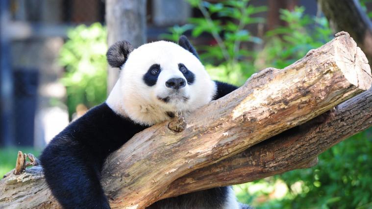 Die Panda-Mutter.