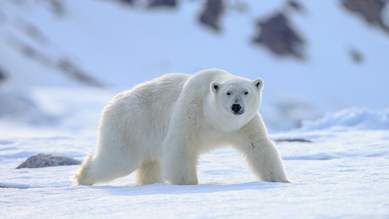 In den vergangenen Tagen kam es in der Ortschaft häufiger vor, dass sich Eisbären der Siedlung näherten.