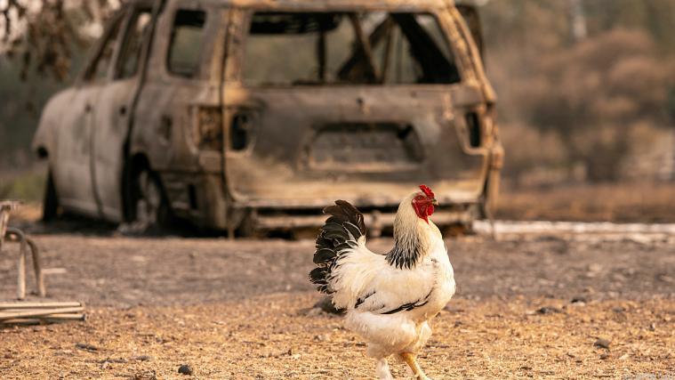 Mehr als 5.600 Quadratkilometer Land wurden verkohlt.