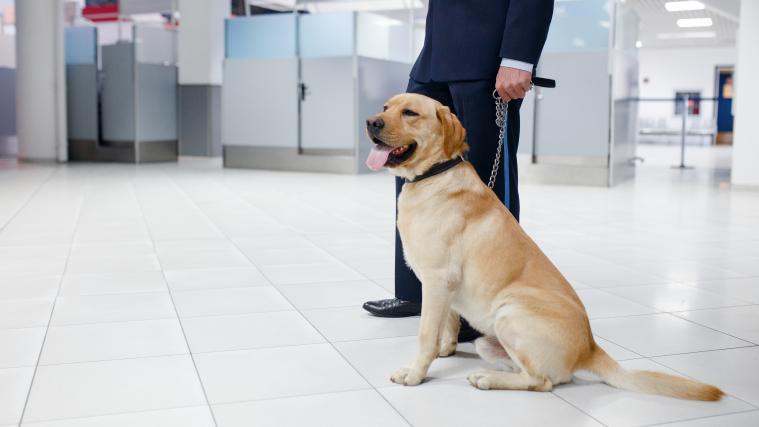 Am Flughafen der finnischen Hauptstadt Helsinki sollen Hunde helfen, Corona-Infizierte zu identifizieren.