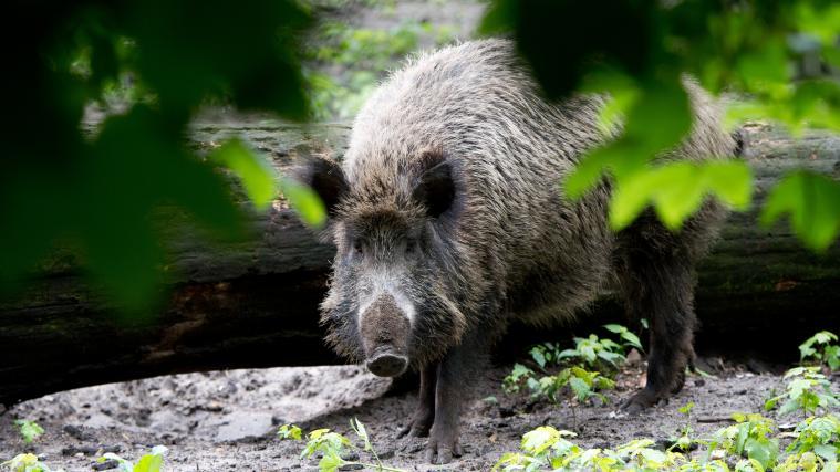 Bisher wurden 38 infizierte Wildschweine aus Brandenburg nachgewiesen.