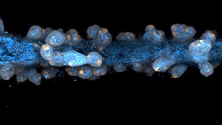 Die Mini-Organe wiesen viele Merkmale eines natürlichen Organs auf.