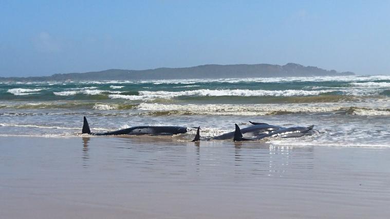 Die Ursache für die Massenstrandung der Wale ist noch unklar.