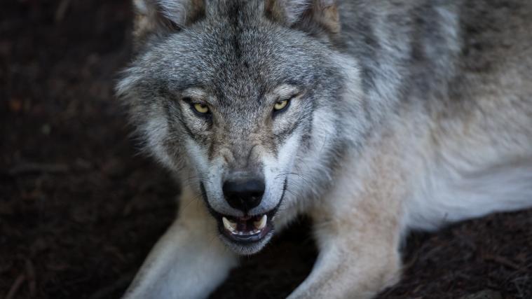 Für die Schafsrisse in Navis war ein Wolf aus italienischer Population verantwortlich. (Symbolbild)
