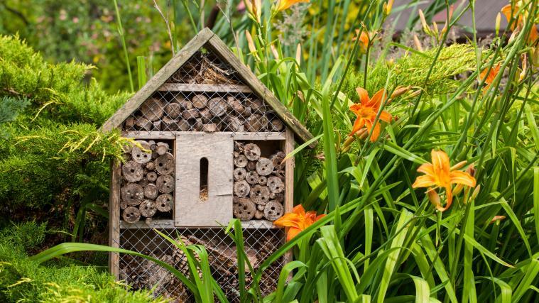 Handystrahlung könnte einer Untersuchung zufolge ein Grund für das Insektensterben in Europa sein.