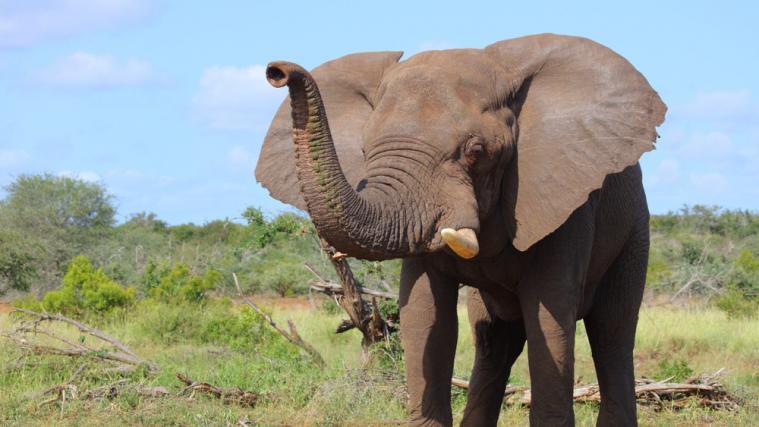 In den vergangenen Monaten seien insgesamt 330 tote Elefanten im Okavango-Delta gefunden worden.