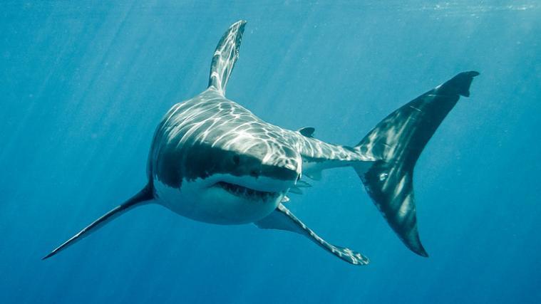 In ganz Australien hat es Statistiken zufolge in diesem Jahr bereits 7 tödliche Haiattacken gegeben. (Symbolbild)