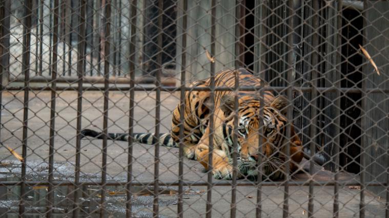 Laut einem Report des WWF ist Europa ein Drehkreuz des Tigerhandels.