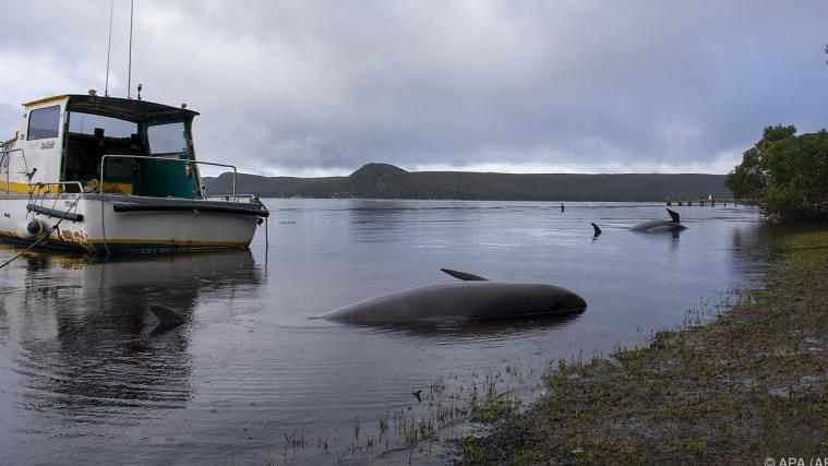Massenstrandung von mehr als 400 Walen auf Tasmanien.