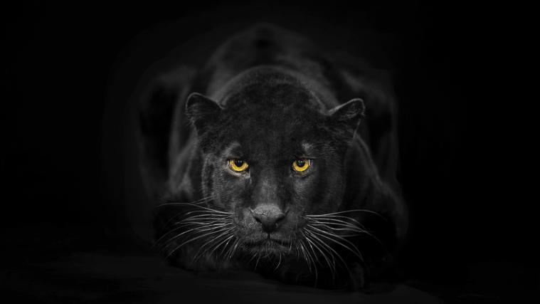 Noch ist unklar, ob es sich tatsächlich um einen Panther oder doch nur um eine „dicke wilde Katze“ handelt.