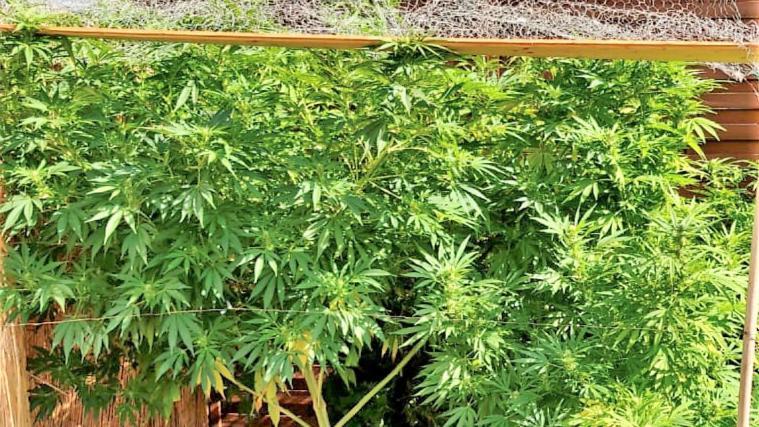 Das von den Carabinieri mitgeschickte Bild zeigt eine der beschlagnahmten Cannabisstaude.
