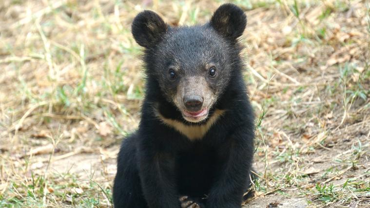 Derzeit herrscht in Niigata Bärenalarm. Im Bild ein junger Kragenbär (Symbolbild).