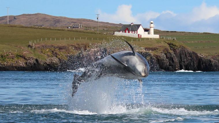 Zu Welcher Tiergruppe Gehort Der Delfin