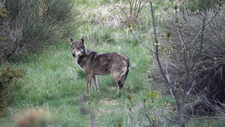 Südtirols Förster haben eine Wolfsmonitoring-Ausbildung durchlaufen.