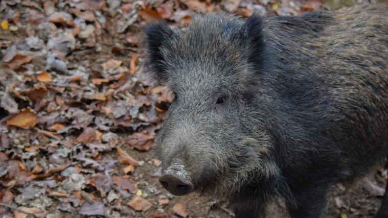 Wildschweine sind in mehreren Teilen Italiens ein Problem.